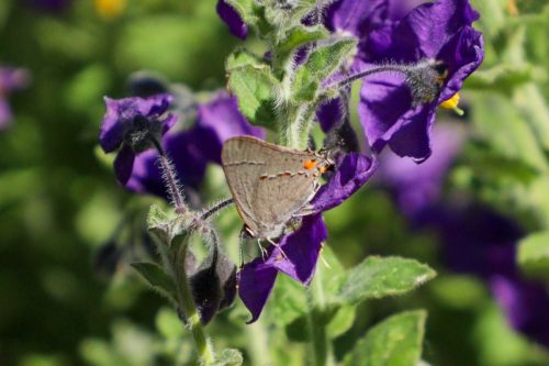 FloraFaunaPhotography