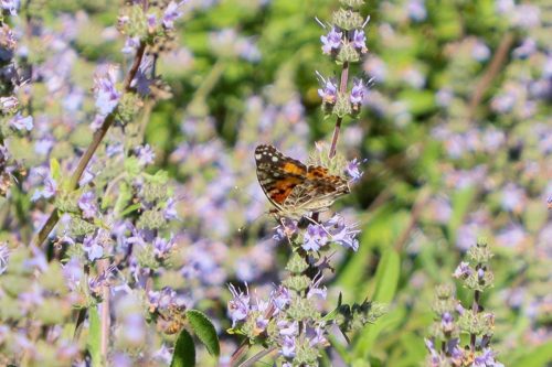 FloraFaunaPhotography