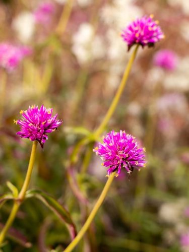 FloraFaunaPhotography