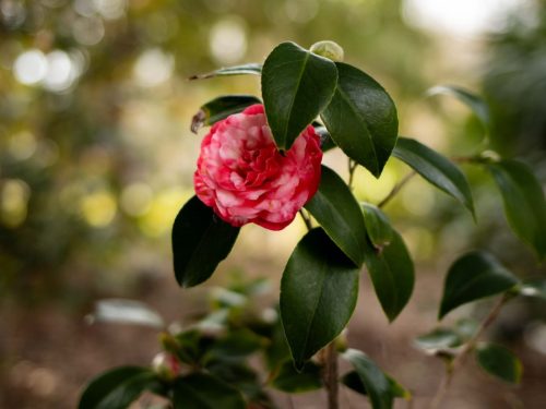FloraFaunaPhotography