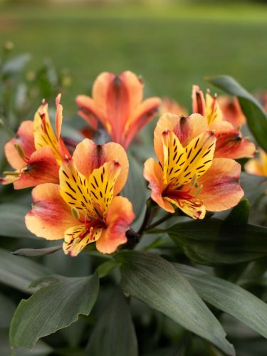 FloraFaunaPhotography