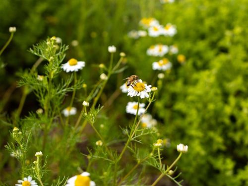 FloraFaunaPhotography