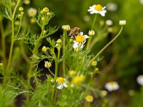 FloraFaunaPhotography