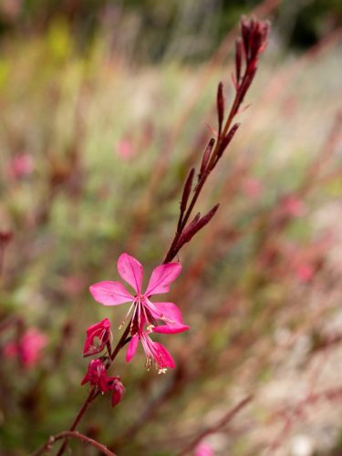 FloraFaunaPhotography