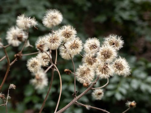 FloraFaunaPhotography