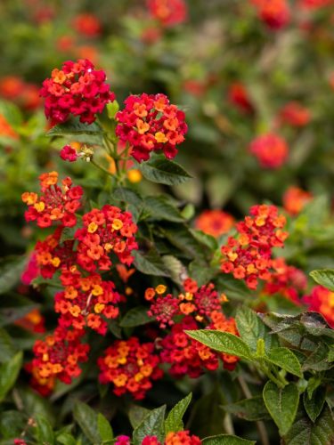 FloraFaunaPhotography