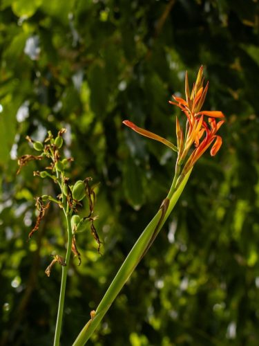 FloraFaunaPhotography