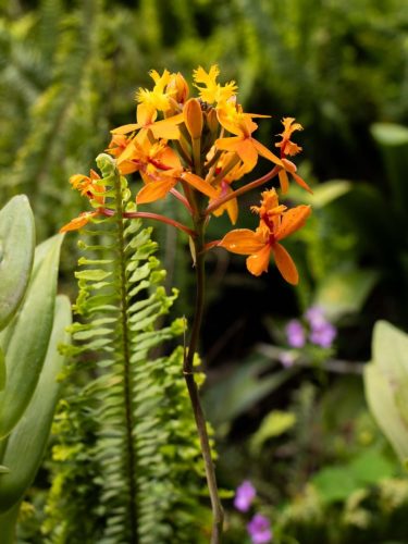 FloraFaunaPhotography