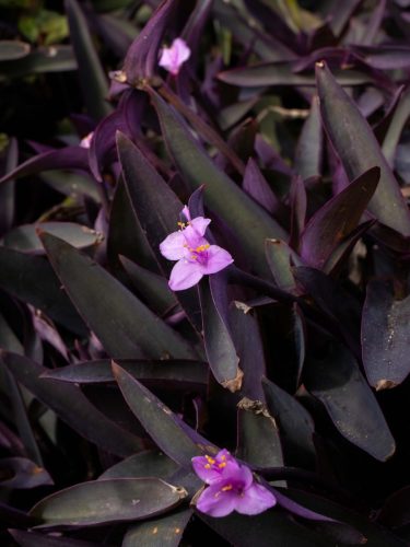 FloraFaunaPhotography