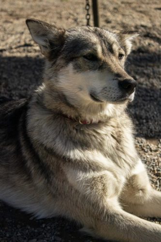 AlaskaSeriesMHY