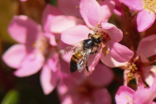 FloraFaunaPhotography