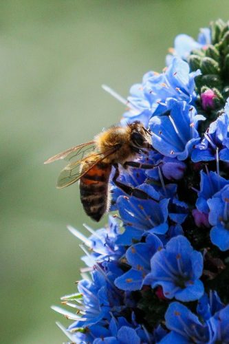 FloraFaunaPhotography