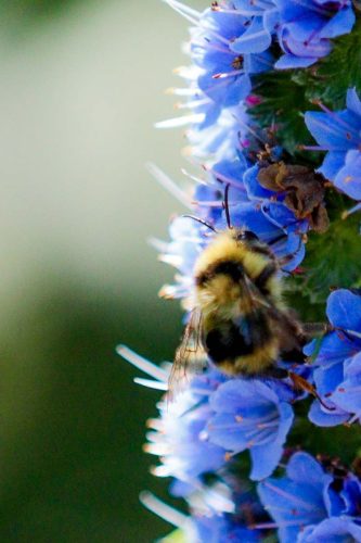 FloraFaunaPhotography